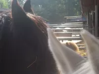 Arche Alfsee - Eindrücke aus dem Haustierpark