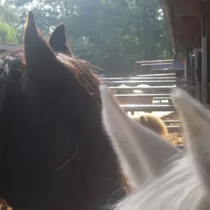 Arche Alfsee - Eindrücke aus dem Haustierpark