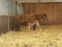 Arche Alfsee - Eindrücke aus dem Haustierpark