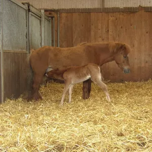 Arche Alfsee - Eindrücke aus dem Haustierpark