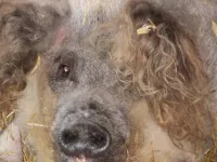 Arche Alfsee - Eindrücke aus dem Haustierpark