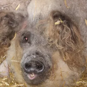 Arche Alfsee - Eindrücke aus dem Haustierpark