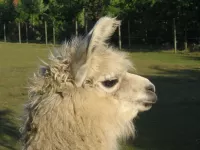 Arche Alfsee - Eindrücke aus dem Haustierpark