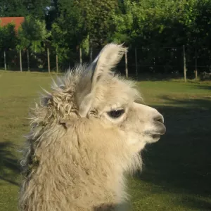 Arche Alfsee - Eindrücke aus dem Haustierpark