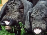 Arche Alfsee - Eindrücke aus dem Haustierpark