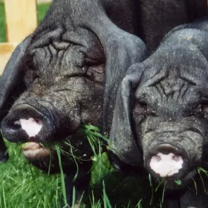 Arche Alfsee - Eindrücke aus dem Haustierpark