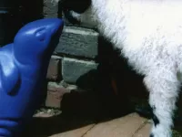 Arche Alfsee - Eindrücke aus dem Haustierpark