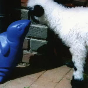 Arche Alfsee - Eindrücke aus dem Haustierpark