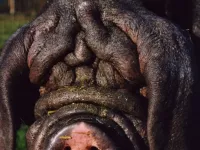 Arche Alfsee - Eindrücke aus dem Haustierpark