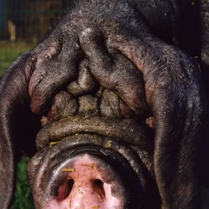 Arche Alfsee - Eindrücke aus dem Haustierpark