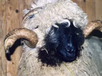 Arche Alfsee - Eindrücke aus dem Haustierpark