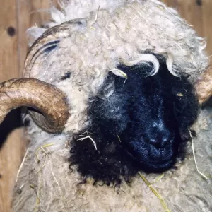 Arche Alfsee - Eindrücke aus dem Haustierpark