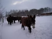 Arche Alfsee - Eindrücke aus dem Haustierpark