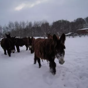 Arche Alfsee - Eindrücke aus dem Haustierpark