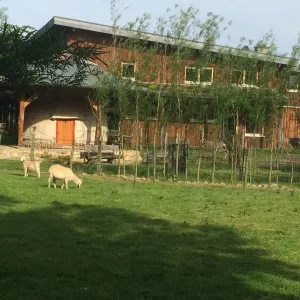 Arche Alfsee - Eindrücke aus dem Haustierpark