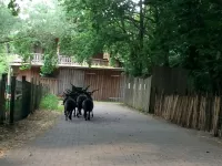 Arche Alfsee - Eindrücke aus dem Haustierpark