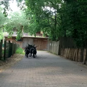 Arche Alfsee - Eindrücke aus dem Haustierpark