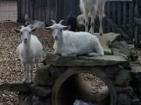 Arche Alfsee - Eindrücke aus dem Haustierpark