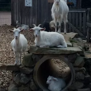 Arche Alfsee - Eindrücke aus dem Haustierpark